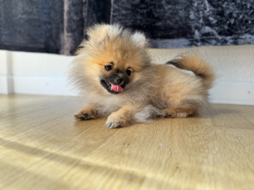 Pomeranian Welpe inkl. Startzubehör