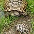 Land- und Wasserschildkröten