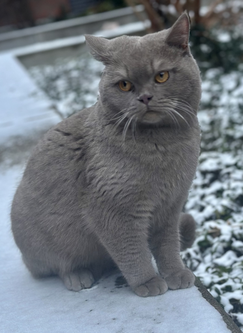 Britisch Kurzhaar Deckkater