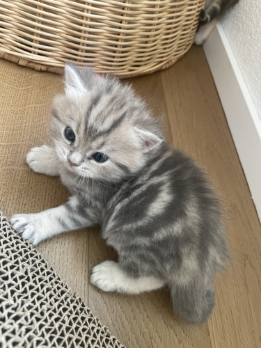 wunderschöne BKH Kitten in Bluegolden Tabby mit Stammbaum