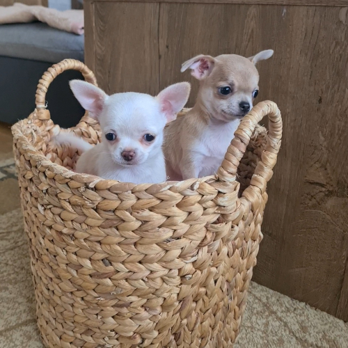 Chihuahua  welpen weibchen 