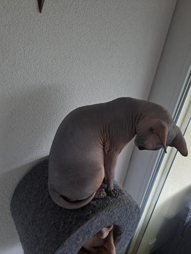 Deckkater sphynx