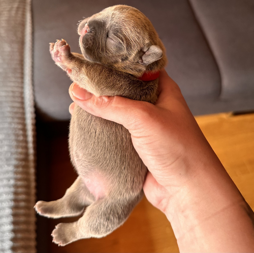 Französische Bulldogge Welpen Blue