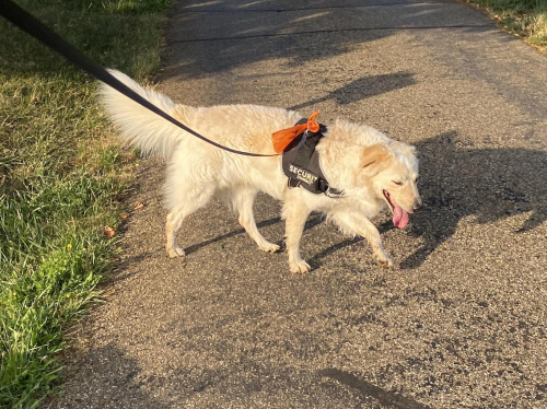 Ferienhund zu vergeben