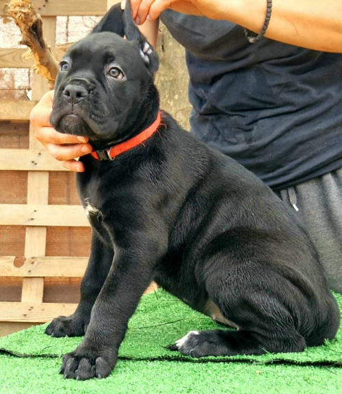 Junge, liebevolle Cane Corso Hündin sucht ein neues Zuhause