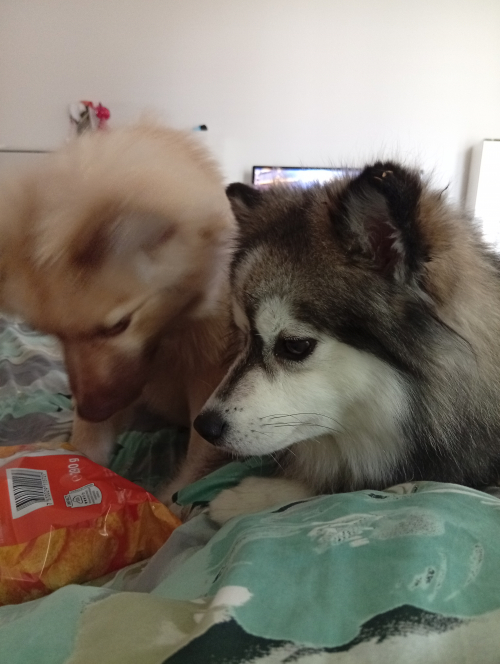 Mittel Spitz zu verkaufen