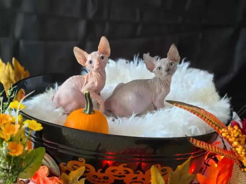 Wunderschöne Sphynx-Kätzchen – noch 5 verfügbar