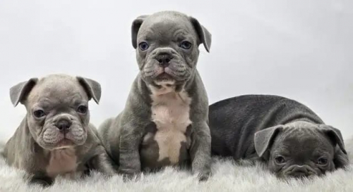 Französische Bulldoggen-Welpen