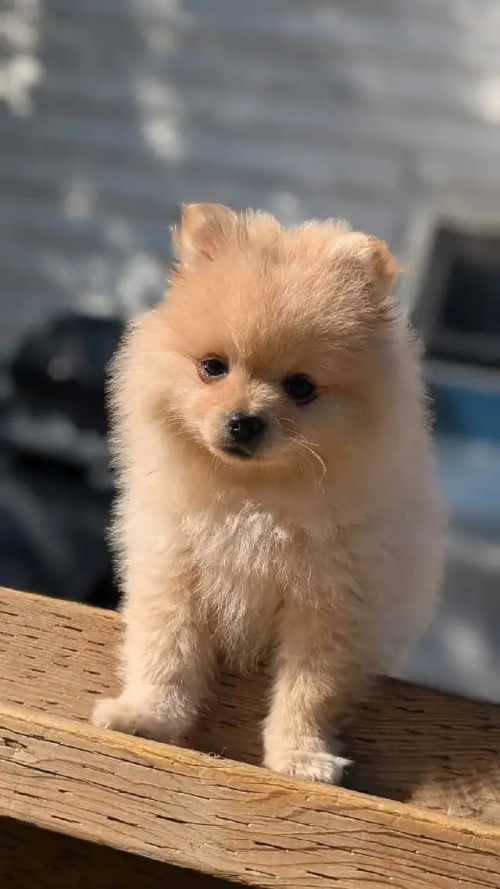 Wunderschöne Pomeranian-Welpen