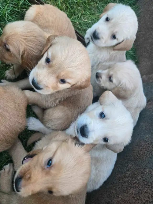 Golden Retriever Welpen