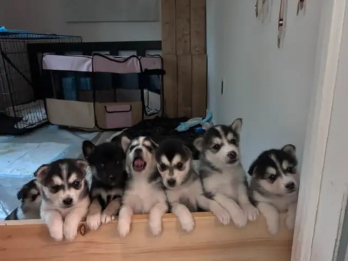 Siberian Husky Welpen