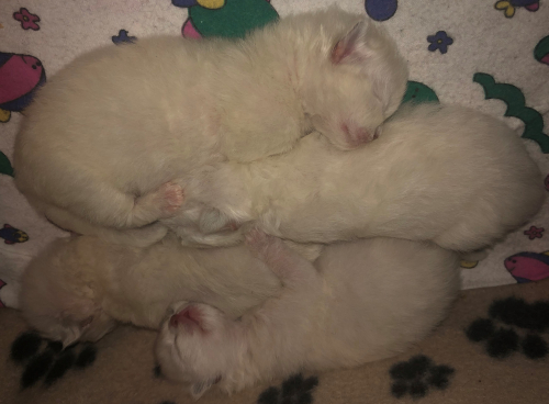 Ragdoll Kitten
