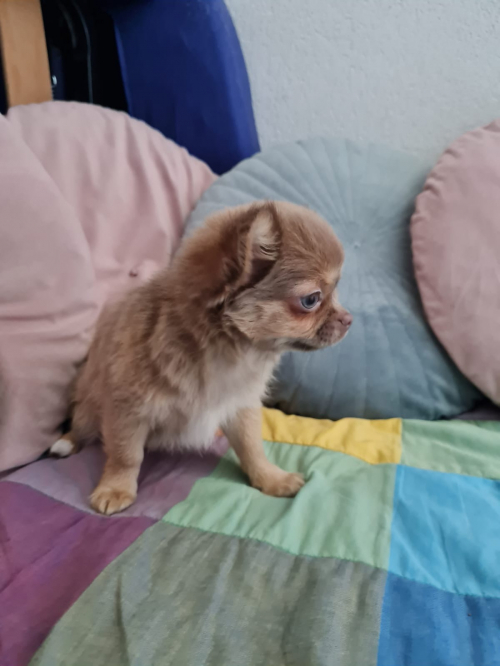 Chihuahua Welpen mit Stammbaum 