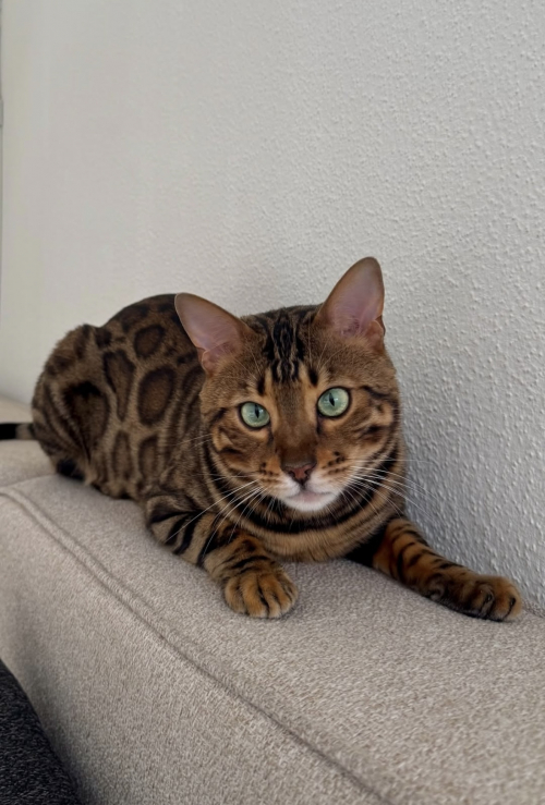 Deckkater - Reinrassiger Bengal mit Stammbaum