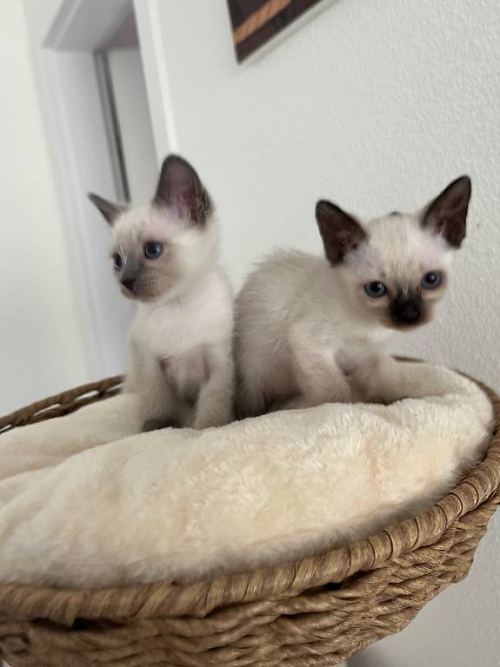 siam seal & lilac point