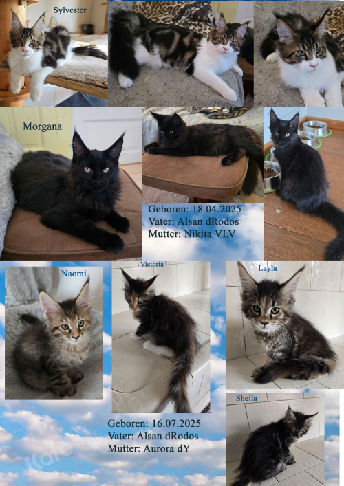 Wunderschöne Maine Coon Kitten mit herausragendem Stammbaum