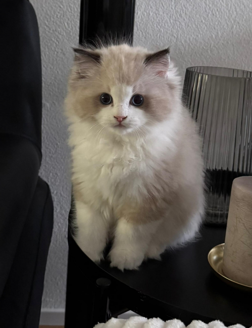  Wunderschöner Ragdoll Kater – Seal Bicolour – mit Stammbaum