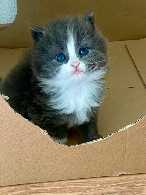Bezaubernde Herzensbrecher BKH x Sibirische Waldkatzen Kitten