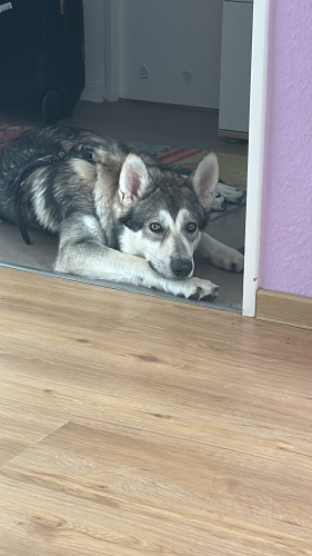 Deckrüde, Wolfshund Mischling mit Stammbaum 