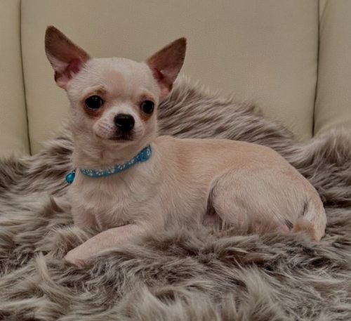Chihuahua Rüde 