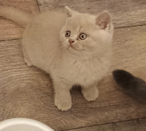 BKH Kitten Mädchen