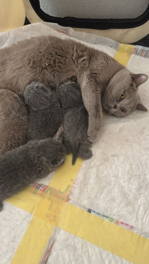 Reinrassige BKH Kitten