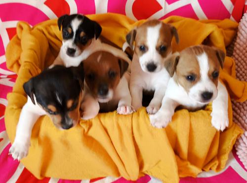 Wunderschöne reinrassige Jack-Russel Welpen