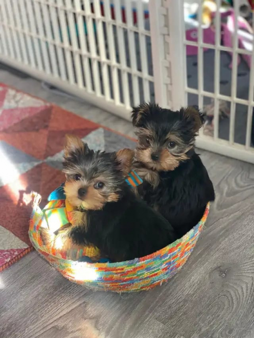 Yorkshire-Terrier-Welpen