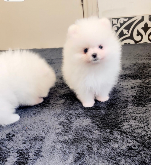 Zwergspitz-pomeranian welpen