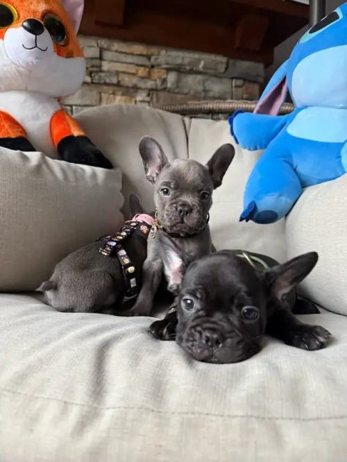 Französische Bulldoggenwelpen