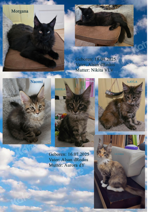 Wunderschöne Maine Coon Kitten mit herausragendem Stammbaum