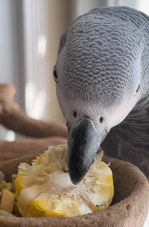 Vollständig zahmer, sehr freundlicher Graupapagei zu verkaufen