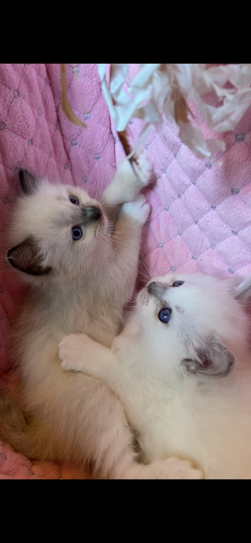 Ragdoll Kitten