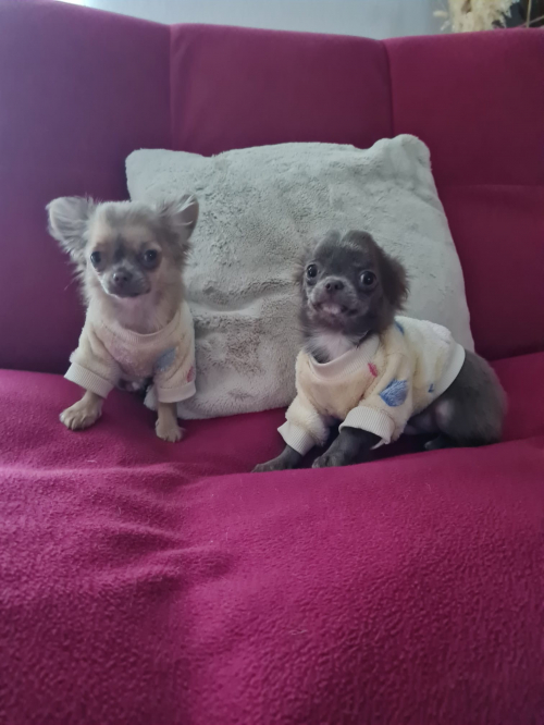 Chihuahua Welpen mit Stammbaum 