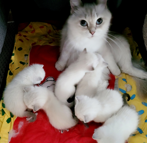 neva mascarade katzen babys