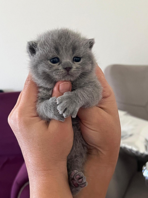 Britisch Kurzhaar Kitten (ZH Kloten)