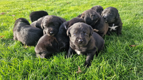 Labrador Mischlingswelpen
