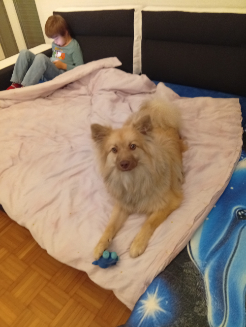 Mittelspitz zu Verkaufen