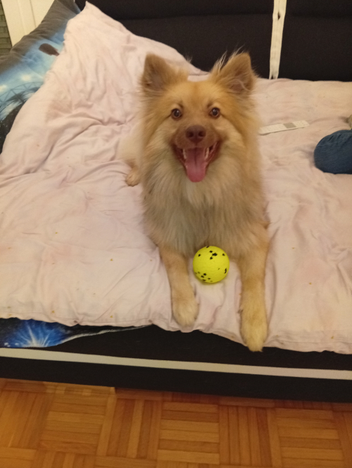 Mittelspitz zu Verkaufen