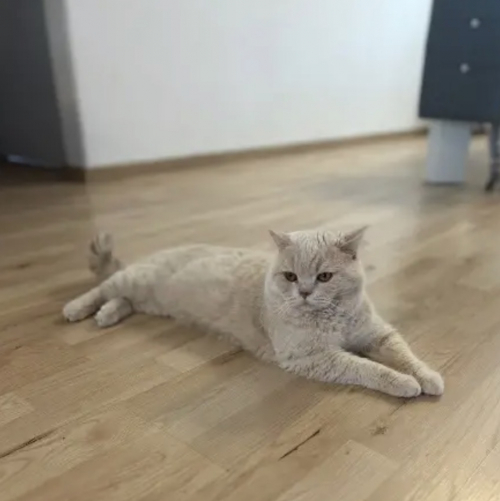 BKH Deckkater – seltene Cremefarbe