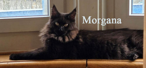 Wunderschöne Maine Coon Kitten mit herausragendem Stammbaum