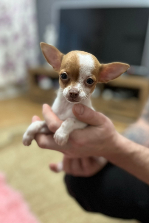 Chihuahua zwei welpen 