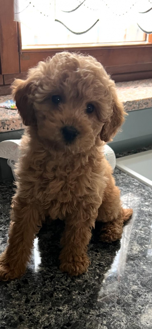 Verkaufe ein Toypudel weiblich 