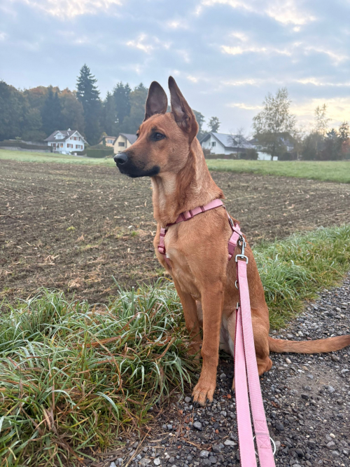 Belgische Mischlingshündin