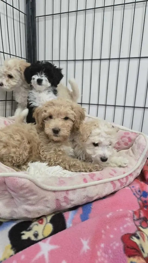 Maltipoo-Welpen suchen ein liebevolles Zuhause