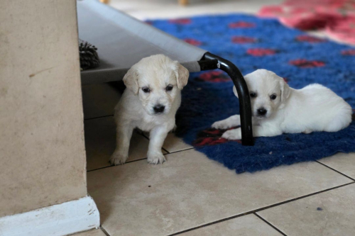 Wunderschöne Golden-Retriever-Welpen.