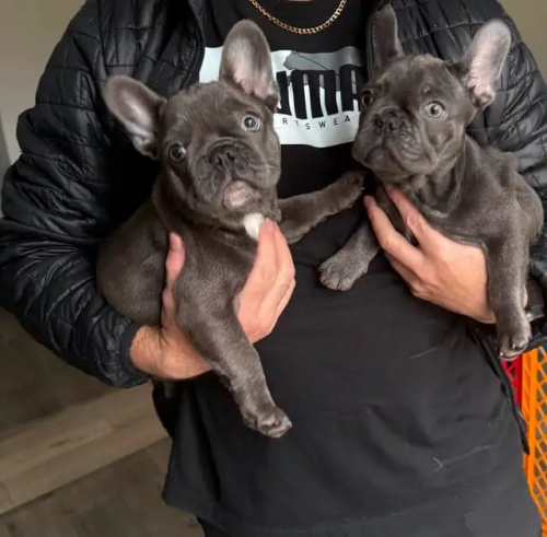 Französische Bulldoggenwelpen