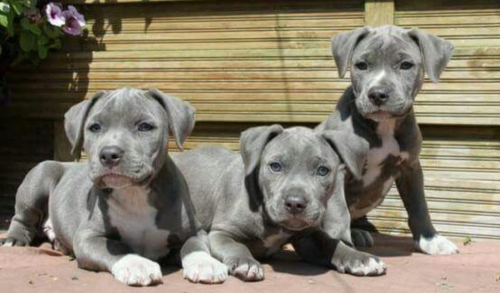 American Pitbull Terrier Welpen