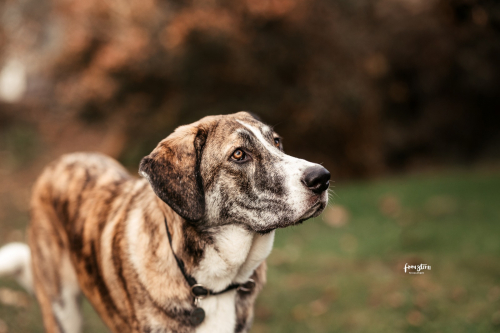 Fanny – sanfte Mastin Espanol Junghündin (9 Monate)