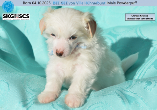 BEE GEE, BONNIE TYLER & BETTY LEGLER auf dem Weg zu dir?